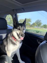 Found/Stray Female Dog last seen Poetry Rd, Terrell, TX 75160