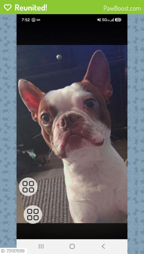 Reunited Male Dog last seen Eastbroadway and woodville east Toledo, Toledo, OH 43604