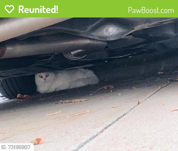 Reunited Unknown Cat last seen Sprague rd, Olmsted Falls, OH 44138