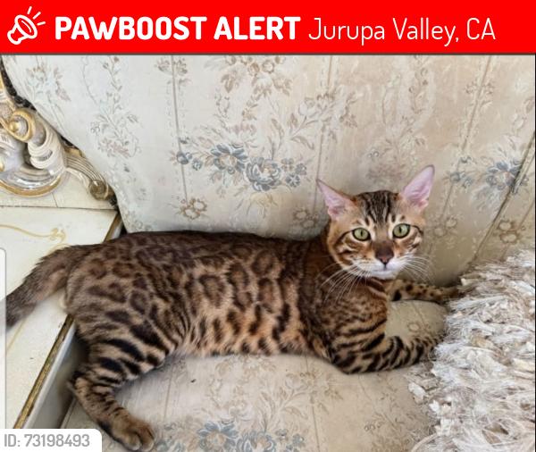 Lost Male Cat last seen 65th and baker st, Jurupa Valley, CA 92509