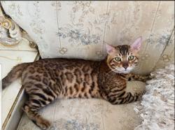 Lost Male Cat last seen 65th and baker st, Jurupa Valley, CA 92509