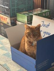 Lost Male Cat last seen East court road, Burbage, England SN8 3TF