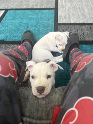 Reunited Female Dog last seen Bay creek and Bay Hrove Rd, Loganville, GA 30052