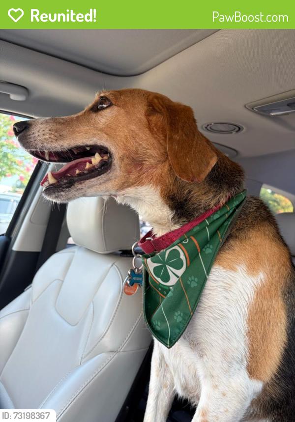 Reunited Male Dog last seen Collington Dr. & Springford Pkwy., Chesterfield County, VA 23112