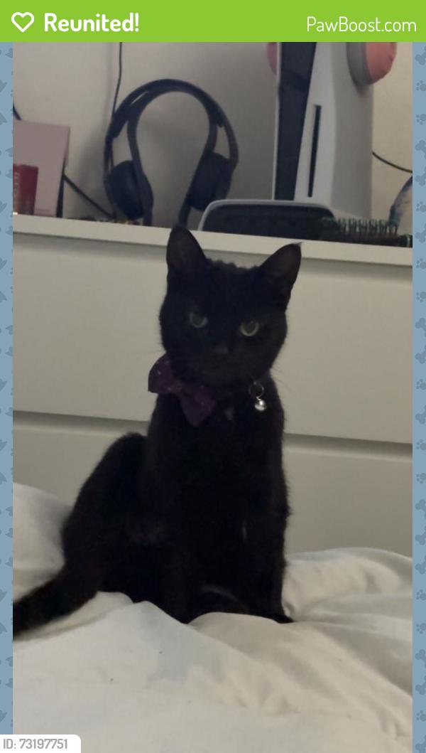 Reunited Female Cat last seen Castlecroft Road, Bunkers hill lane, West Midlands, England WV14 6PQ