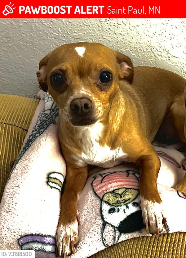 Lost Female Dog last seen Near ames ave st paul MN, Saint Paul, MN 55106