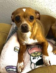 Lost Female Dog last seen Near ames ave st paul MN, Saint Paul, MN 55106