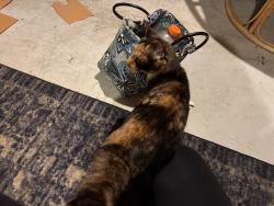 Found/Stray Female Cat last seen Saint Mary’s ER parking lot, Waterbury, CT 06706