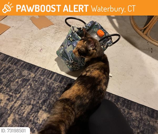 Found/Stray Female Cat last seen Saint Mary’s ER parking lot, Waterbury, CT 06706