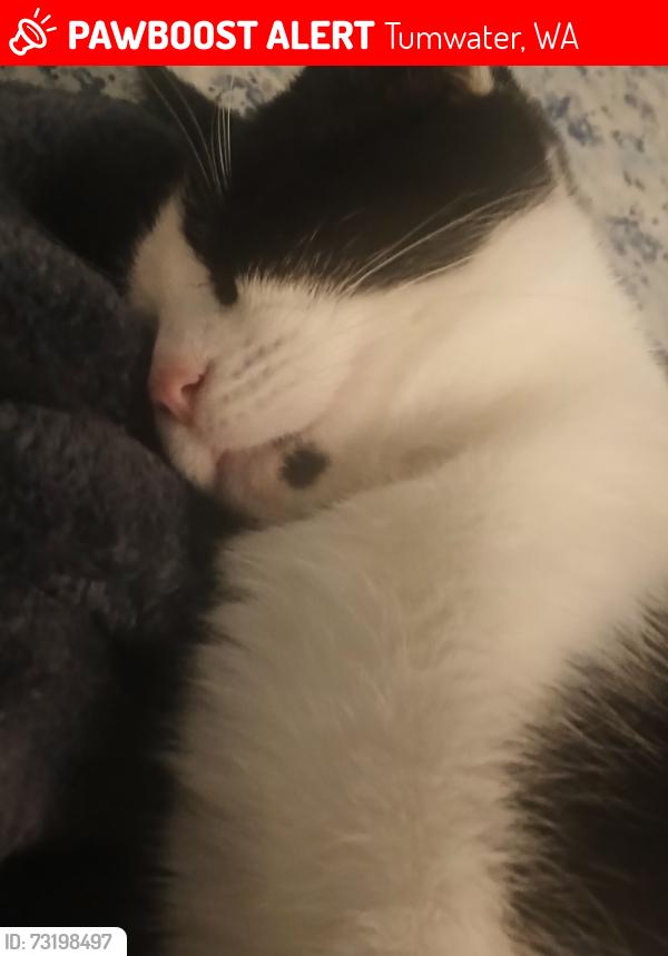 Lost Female Cat last seen Trosper and Littleton road, Tumwater, WA 98512