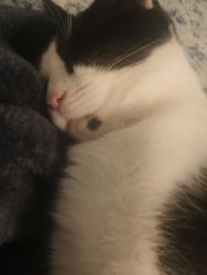 Lost Female Cat last seen Trosper and Littleton road, Tumwater, WA 98512