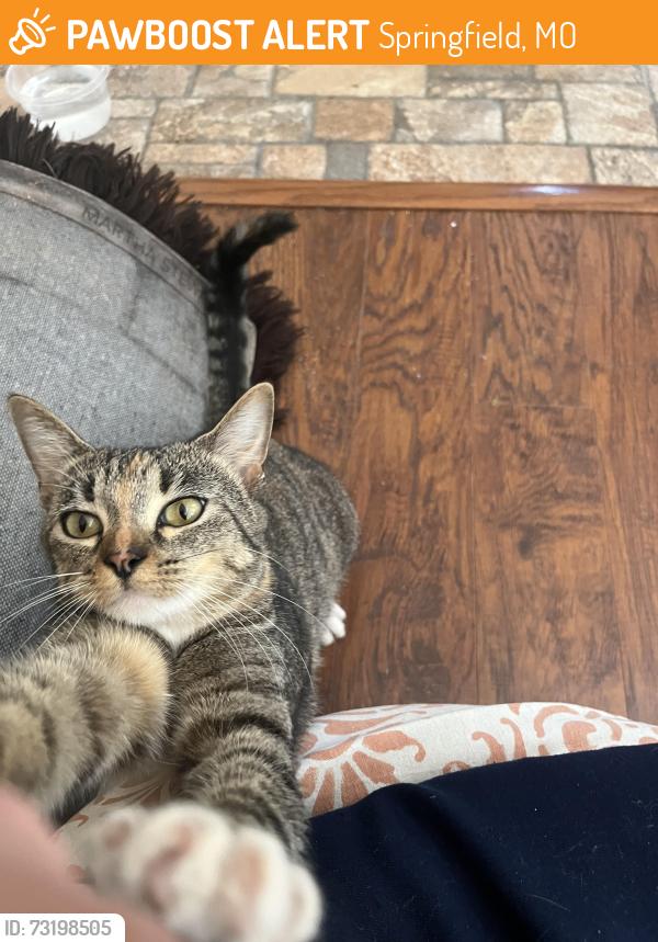 Found/Stray Unknown Cat last seen Farm Rd 115 & Farm Rd 146, Springfield, MO 65802