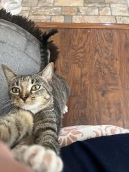 Found/Stray Unknown Cat last seen Farm Rd 115 & Farm Rd 146, Springfield, MO 65802
