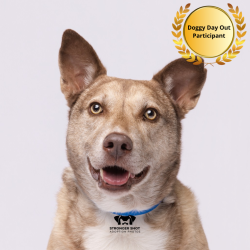 Shelter Stray Male Dog last seen , 3607 N Armenia Ave, Tampa, FL 33607, USA