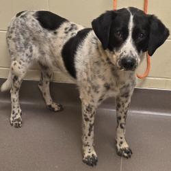 Shelter Stray Female Dog last seen , 3428 S Jenkins Ave, Norman, OK 73072, USA