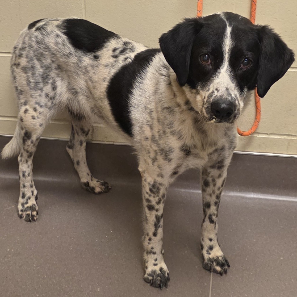 Shelter Stray Female Dog last seen , 3428 S Jenkins Ave, Norman, OK 73072, USA
