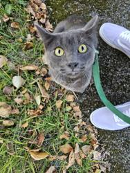 Reunited Male Cat last seen McKinley, Tacoma, WA 98404