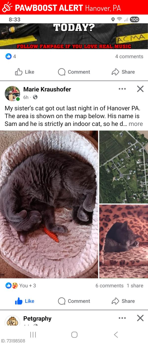 Lost Male Cat last seen Busted through the back screen, Hanover, PA 17331