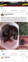 Lost Male Cat last seen Busted through the back screen, Hanover, PA 17331