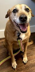Lost Female Dog last seen Eastview Rd & W. Georgia Rd, Pelzer, SC 29669