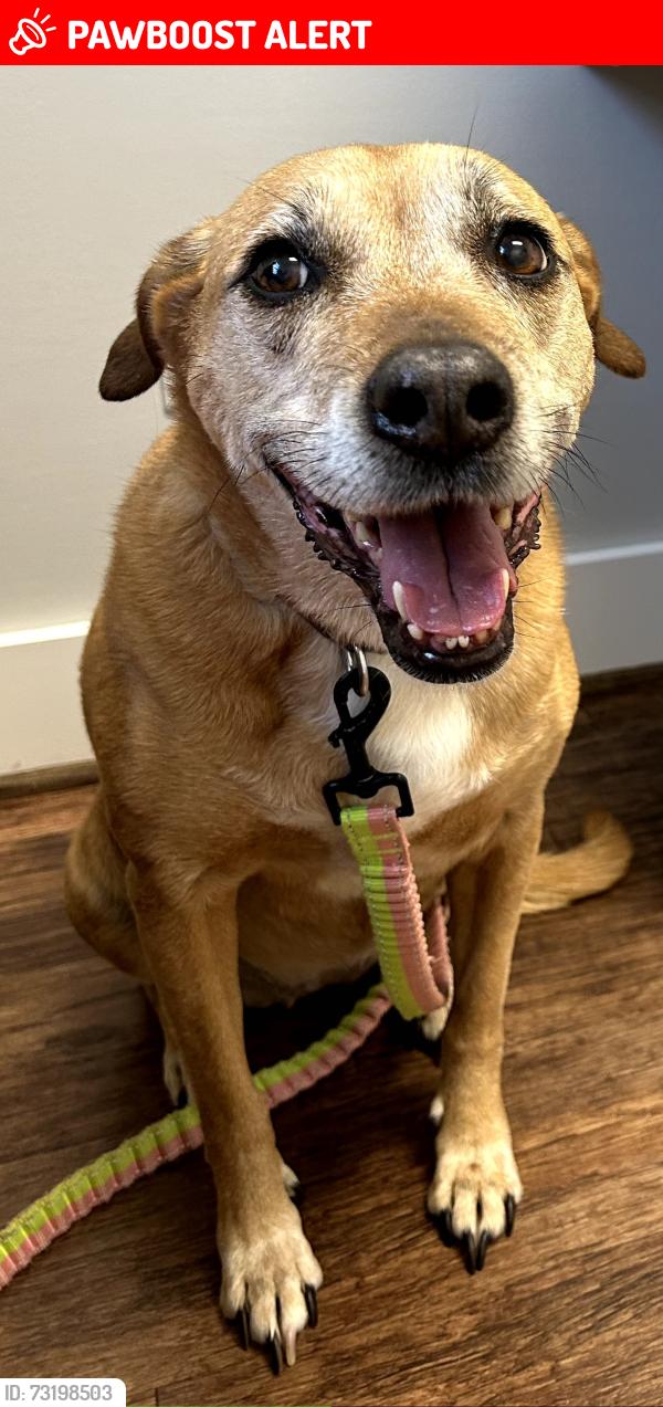 Lost Female Dog last seen Eastview Rd & W. Georgia Rd, Greenville County, SC 29673