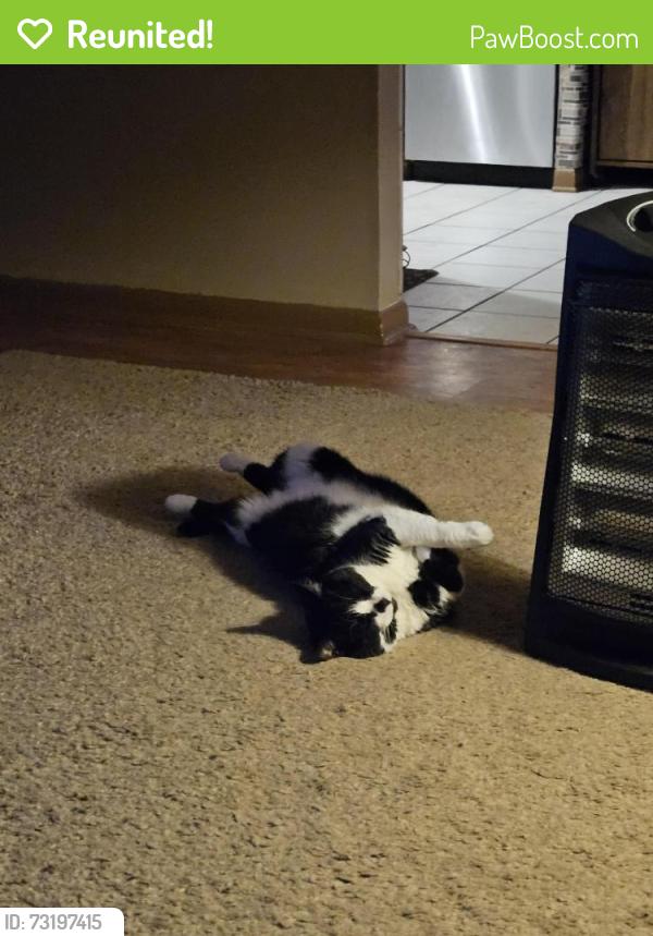 Reunited Female Cat last seen Fowler and HWY 311., Walnut Cove, NC 27052