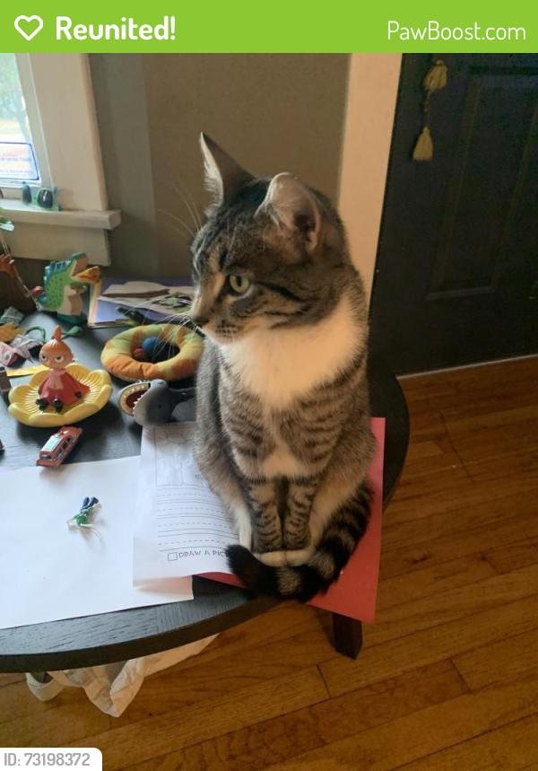 Reunited Female Cat last seen S. Judkins Street and MLK, Seattle, WA 98144