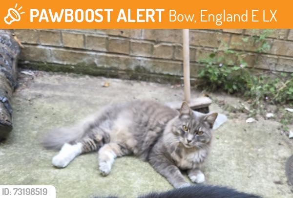 Found/Stray Unknown Cat last seen Spice hut Roman Road, Bow, England E3 5LX