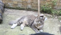 Found/Stray Unknown Cat last seen Spice hut Roman Road, Bow, England E3 5LX