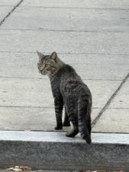Found/Stray Unknown Cat last seen Unit block is O ST NW alley between Hanover & O, Washington, DC 20001