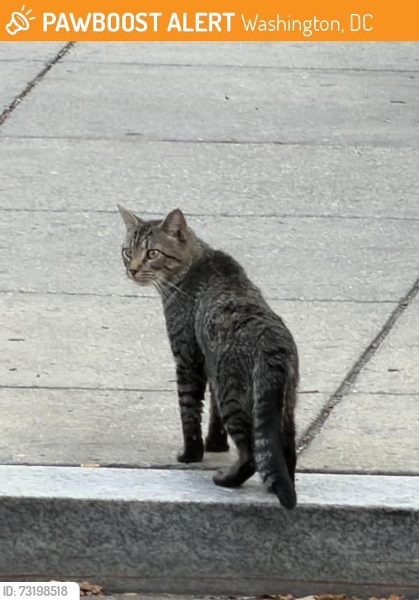 Found/Stray Unknown Cat last seen Unit block is O ST NW alley between Hanover & O, Washington, DC 20001