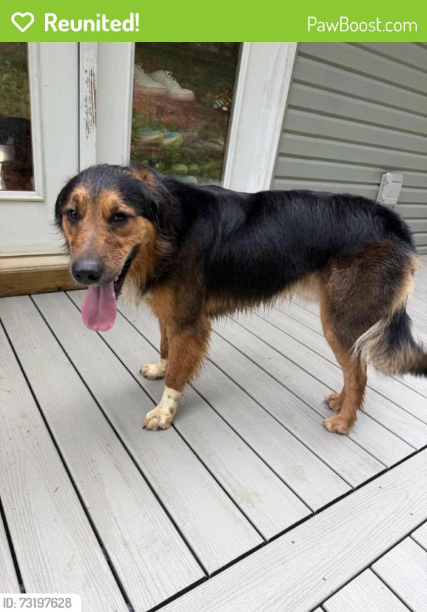 Reunited Male Dog last seen Fork of Ivy, Weaverville, NC 28787