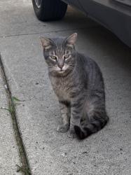 Found/Stray Female Cat last seen Sunflower Village, Canton Township, MI 48187