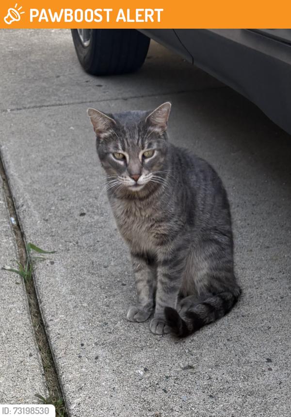 Found/Stray Female Cat last seen Sunflower Village, Canton Township, MI 48187