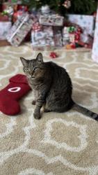 Reunited Male Cat last seen Rocky slope road, Greenville, SC 29607
