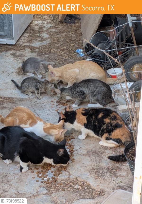 Found/Stray Unknown Cat last seen MIDDLE DRAIN, Socorro, TX 79927