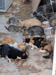 Found/Stray Unknown Cat last seen MIDDLE DRAIN, Socorro, TX 79927