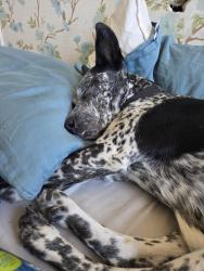 Lost Female Dog last seen Near E 3rd street LA, Los Angeles, CA 90013
