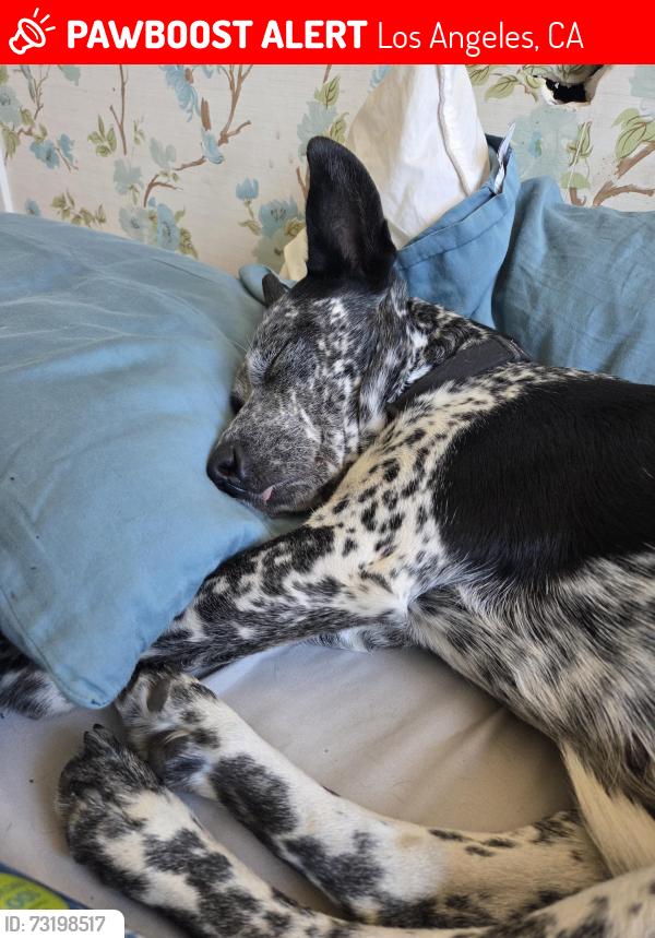 Lost Female Dog last seen Near E 3rd street LA, Los Angeles, CA 90013