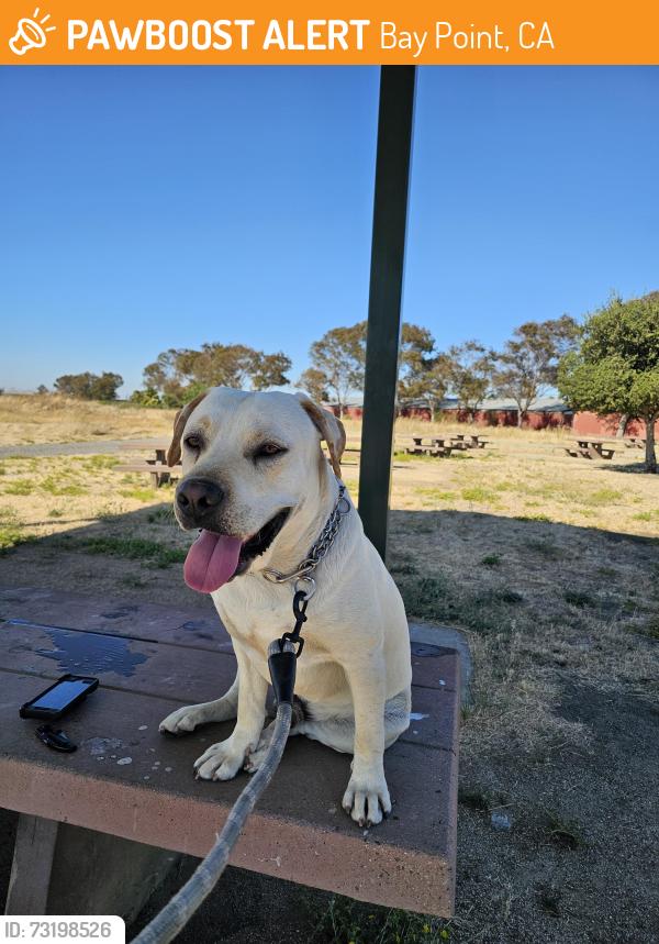 Found/Stray Male Dog last seen Bay Point Regional Shoreline, Bay Point, CA 94565