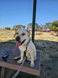 Found/Stray Male Dog last seen Bay Point Regional Shoreline, Bay Point, CA 94565