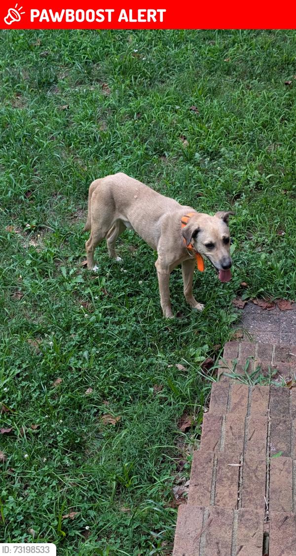 Lost Male Dog last seen Taylor ave, Connelly Springs, NC 28612
