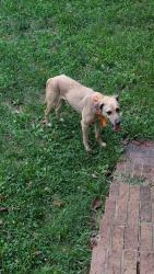 Lost Male Dog last seen Taylor ave, Connelly Springs, NC 28612