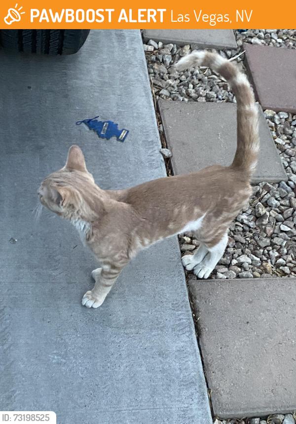 Found/Stray Unknown Cat last seen Puebla street ans alexander, Las Vegas, NV 89115