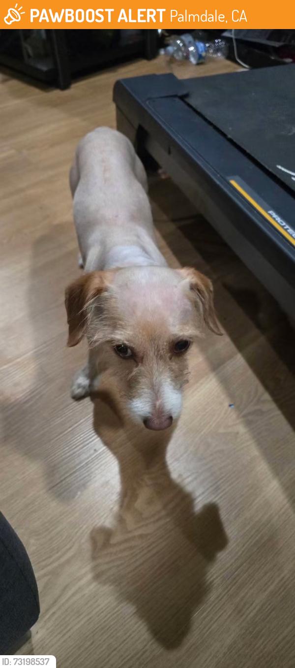 Found/Stray Male Dog last seen 3rd st east and Palmdale blvd, Palmdale, CA 93550