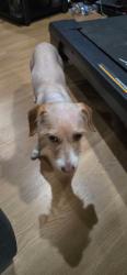 Found/Stray Male Dog last seen 3rd st east and Palmdale blvd, Palmdale, CA 93550
