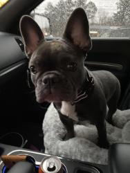 Lost Female Dog last seen Torredge rd, Durham, NC 27712