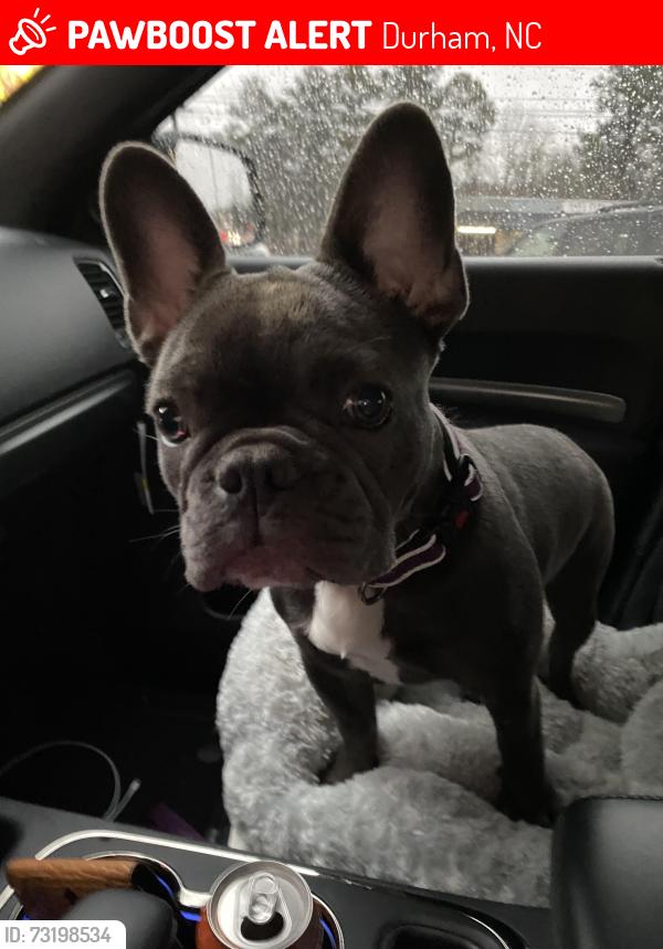Lost Female Dog last seen Torredge rd, Durham, NC 27712