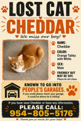 Lost Male Cat last seen Altura rd and Pleasant Rd, Fort Mill, SC 29708