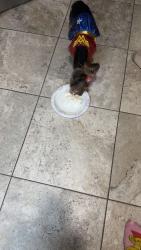 Lost Female Dog last seen Delaware, Woodbridge, VA 22191